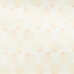 Seashells