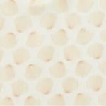 Seashells