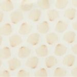 Seashells