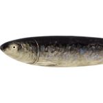 Large Sardine