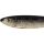 Large Sardine