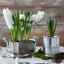 Vases & Garden by Match